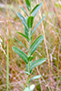 flowering spurge
