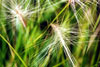 foxtail barley