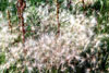 foxtail barley