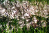 foxtail barley