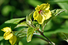 fringed loosestrife