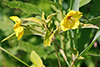 fringed loosestrife
