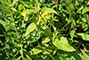 fringed loosestrife