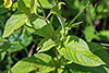 fringed loosestrife