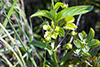 fringed loosestrife