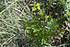 fringed loosestrife
