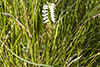 Great Plains ladies’ tresses