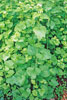 garlic mustard