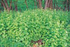 garlic mustard