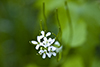 garlic mustard