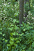 garlic mustard