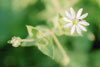 giant chickweed
