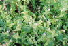 giant chickweed
