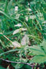 giant chickweed