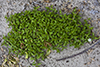 giant chickweed