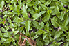 giant chickweed