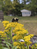 giant goldenrod
