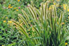 giant green foxtail