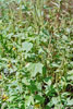 giant ragweed