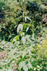 giant ragweed