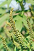 giant ragweed
