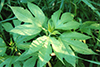 giant ragweed
