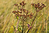 golden alexanders
