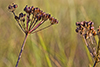 golden alexanders