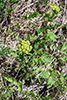 golden alexanders