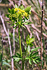 golden alexanders