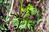 golden alexanders
