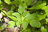 golden alexanders