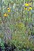 gray-headed coneflower