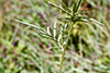 gray-headed coneflower
