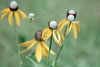 gray-headed coneflower