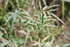 gray-headed coneflower