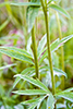 gray-headed coneflower