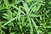 gray-headed coneflower