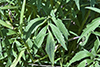 gray-headed coneflower