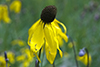 gray-headed coneflower