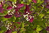 gray dogwood