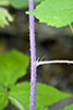 grayleaf red raspberry