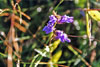 great blue lobelia