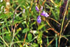 great blue lobelia