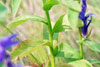 great blue lobelia (var. siphilitica)