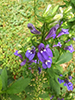 great blue lobelia (var. siphilitica)