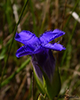 greater fringed gentian