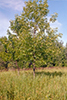 green ash