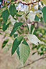 green ash