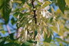 green ash